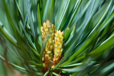 Pinus parviflora - borovice drobnokvětá - svíce